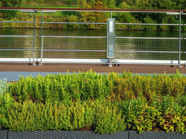 Viking Haki - Herb Garden