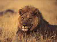 Africa Cruises