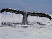 Alaska Cruises