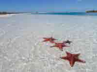Caribbean Cruises