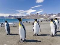 Antarctica Cruises