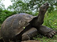 Santa Cruz Island, Galapagos, Ecuador