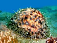 Rurutu, French Polynesia