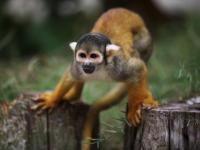 Manuel Antonio National Park, Costa Rica