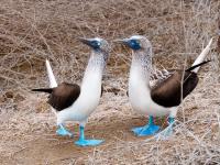 Isla de la Plata, Ecuador