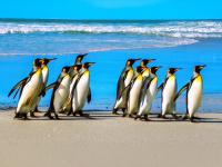 Volunteer Point, Falkland Islands