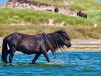 Sable Island, Nova Scotia, Canada, Canada