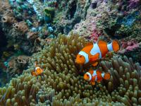 Auri Islands, Indonesia