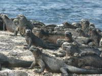 Punta Mangle, Isla Fernandina, Galapagos Islands, Ecuador, Ecuador