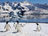 Penguin Island, Antarctica, Antarctica