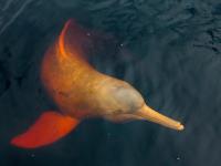 Boca dos Botos, Brazil