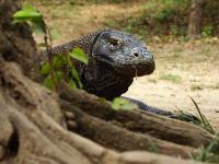 Loh Liang, Komodo, Indonesia, Indonesia