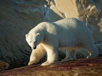 Marble Island, Nunavut, Canada, Canada