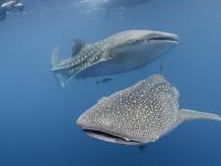 Cenderawasih Bay, Indonesia