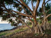 Vanikoro, Solomon Islands