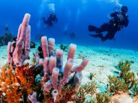 Wakatobi Islands, Indonesia