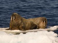 Walrus Island, Canada