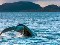 Francisco Coloane Marine Park, Chile
