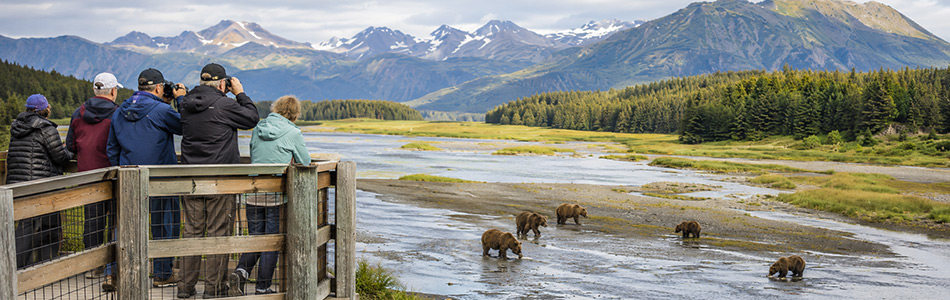 Alaska cruise guests watch brown bears from a fenced viewing platform during a guided wildlife excursion.