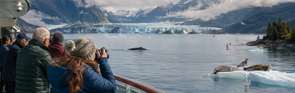 Alaska cruise travelers watch humpback whales, harbor seals, and seabirds in a glacier-fed fjord surrounded by coastal mountains.