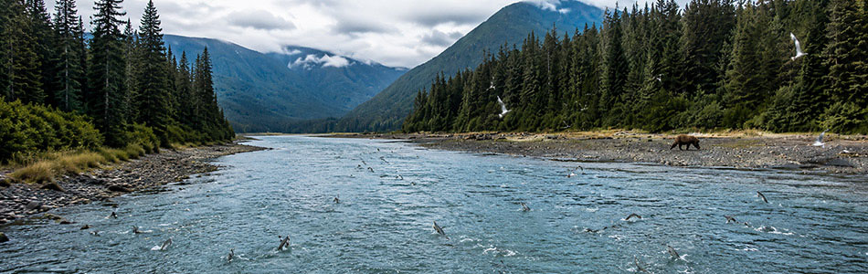 Alaska salmon leap through a forest-lined river as a brown bear searches the shoreline beneath misty coastal mountains.