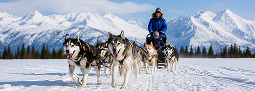 Alaska visitors ride behind a team of sled dogs across a snowy landscape surrounded by evergreen forest and rugged mountain peaks.