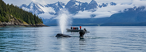 Alaska whale-watching tour guests observe a humpback whale surfacing in a scenic coastal waterway surrounded by evergreen forests and snowcapped mountains.