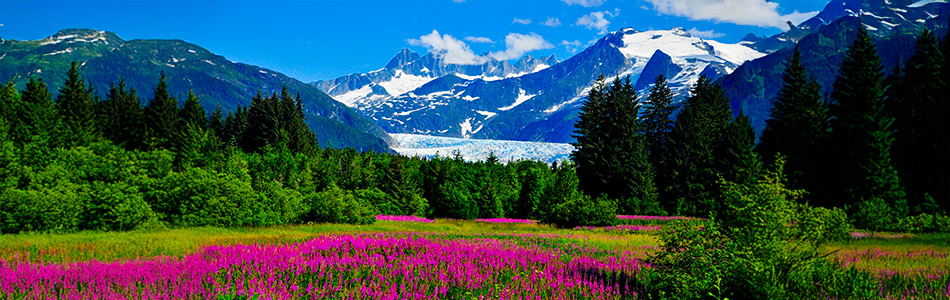 Mendenhall Glacier framed by snowcapped mountains and blooming fireweed near Juneau, Alaska.