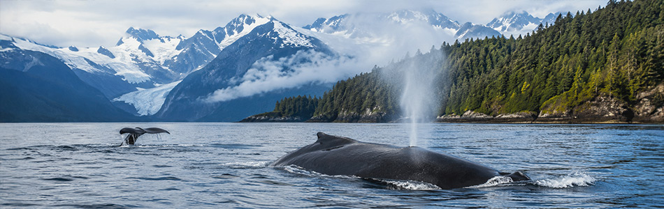 Humpback whales surface in Alaska's glacier-fed coastal waters beneath misty mountains and evergreen forests.