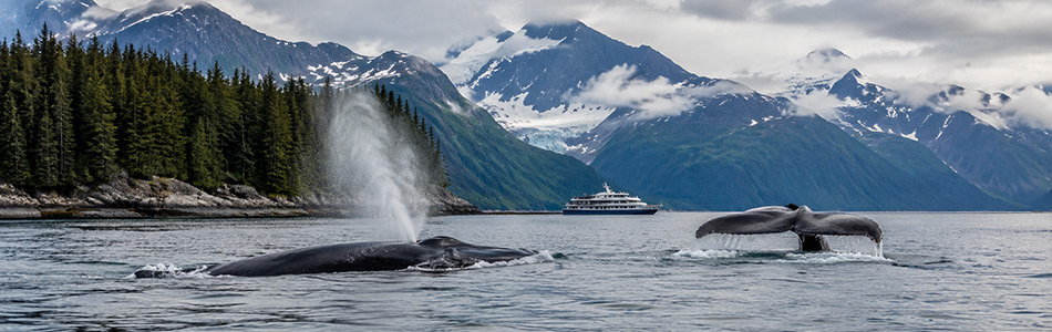 Humpback whales surface near an Alaska cruise ship in glacier-fed coastal waters during the summer whale-watching season.