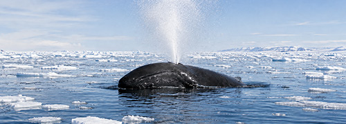 Bowhead whale in Arctic waters