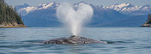 Gray whale in Alaska waters
