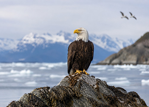 Bald eagle perched above icy Alaska coastal waters with distant seabirds and snow-covered mountains in the background.