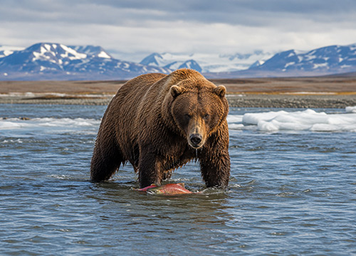 Brown bear standing in a cold Alaska river during a salmon run with open tundra and snow-covered mountains in the background.