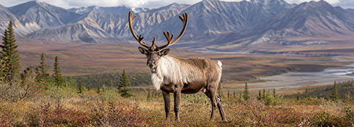 Caribou standing on Alaska tundra with a broad river valley and rugged mountain range in the background.