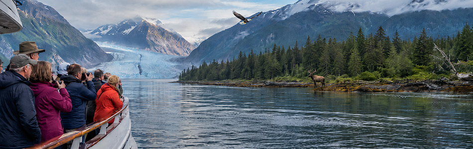 Alaska cruise travelers view elk, moose, bald eagles, a glacier, and coastal wilderness while exploring Alaska's remarkable wildlife.