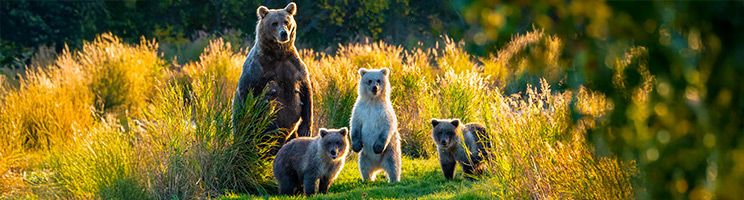 When and where to see black and brown bears during your Alaska cruise.