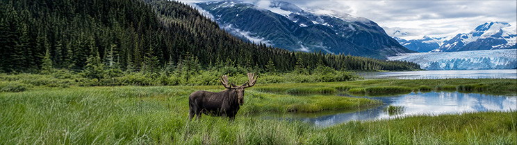 What Wildlife Can You See on an Alaska Cruise 