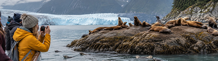 Alaska cruise travelers photograph Steller sea lions resting on a rocky shoreline near a glacier. Alaska cruise travelers photograph Steller sea lions resting on a rocky shoreline near a glacier.