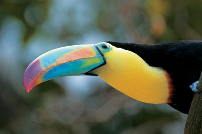 Un-Cruise Adventures Releases 2017 Schedule of Small Ship Adventure Cruises