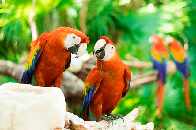 7 Night Caribbean Cruise