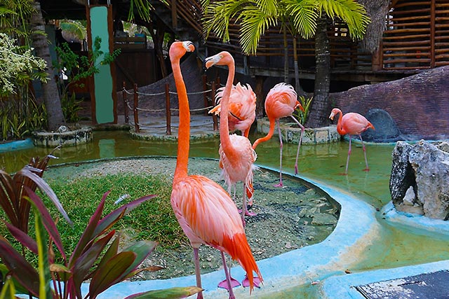 5 Night Western Caribbean Cruise