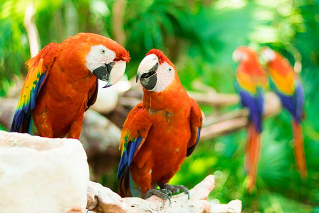 7 Night Galveston to Galveston Cruise