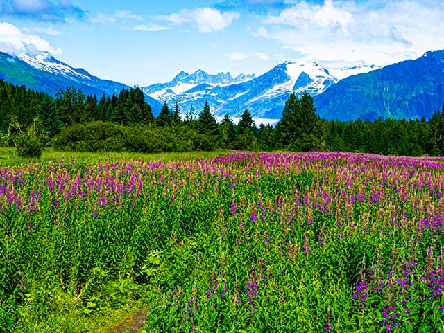 Immersive Discovery in Alaska