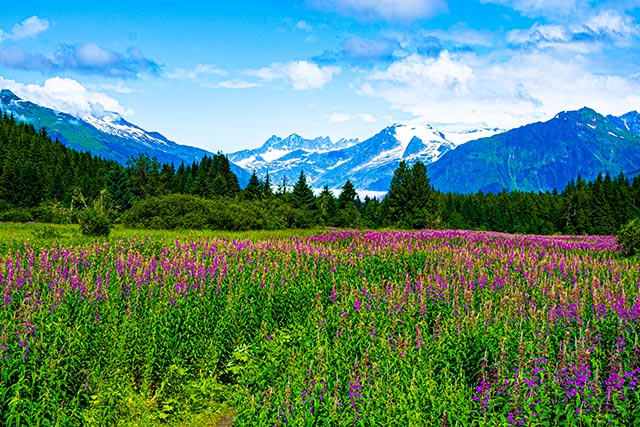 7 Night Alaska Cruise