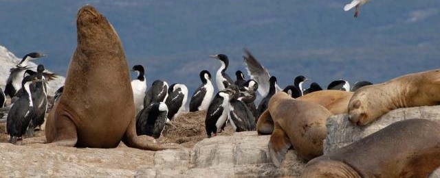 Cruises from Ushuaia