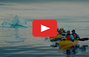 Paddle Among Icebergs & Wildlife